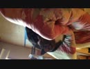 ネコ　Cat 　テスト