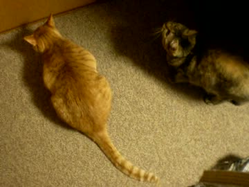 拾いねこ＠生後567/534日 匠ママのほうに行きたいのに行けないふたり