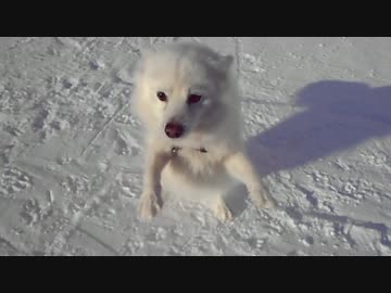 ウチのわんこちゃんはみかんが大好き