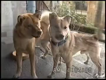 ヘンな犬がキタぞ？【BL?】