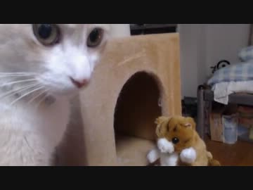 猫のくまちゃんと新たなお友達 2014.01.23