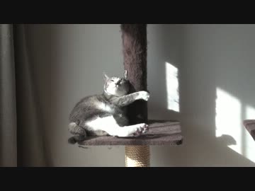 【モアクリ】 ポールニャンサー