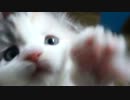 【リア獣】 カメラが気になる　【猫万歳】