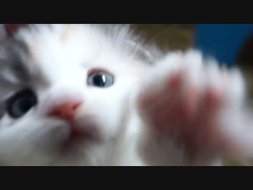 【リア獣】 カメラが気になる　【猫万歳】