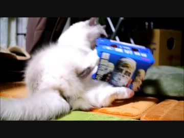 猫と６缶パック