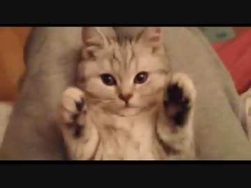 されるがままのニャンが可愛い(*´∀｀*)