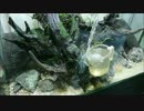90ｃｍ水槽で水草レイアウトするよ！【PART2】