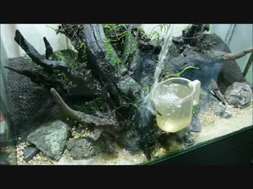 90ｃｍ水槽で水草レイアウトするよ！【PART2】