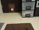 【JAM猫】新年初ぬこ様