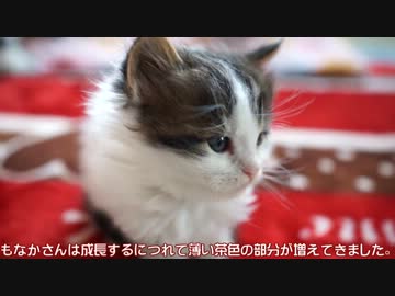 【リア獣】 今日のにゃんこ　【猫万歳】