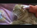 膝の上にいるネコさんをこねくりまわす