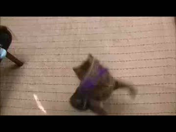 ちゃとらとはちわれ　2014冬遊ぶ