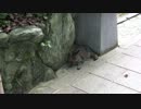 猫好き巡礼の旅【どこかの森と神社】その２４
