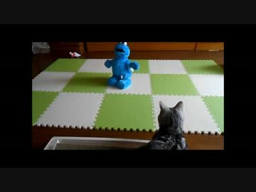 【ねこさんと暮らす】クッキーモンスターは苦手？