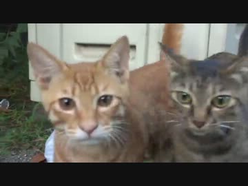 フリーダムな猫の公園・猫レスリング編