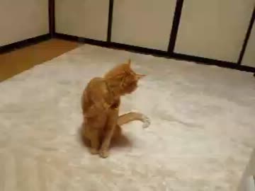 電気のスイッチに付いてるアレ。