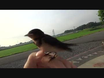 人間大好きツバメ～Human love Swallow