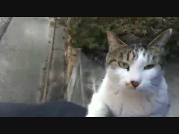 最強に人懐こい野良猫に猛チャージされてみた