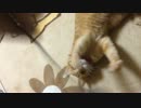 【テスト投稿】うちのニャンコ撮ってみた【ぬこぬこ動画】
