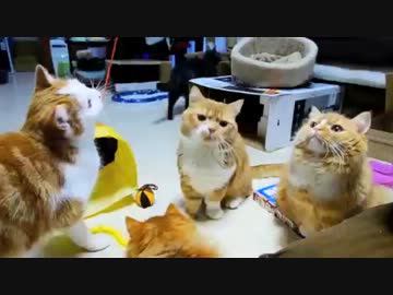 【マンチカンズ】猫じゃらしに対するマンチカンの反応を比較