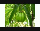 Garcinia.mp4
