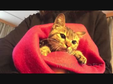 【童謡】はなちゃんのうた【feat.桃葉まゆ】