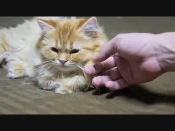 【マンチカンズ】まったりマンチカン兄妹