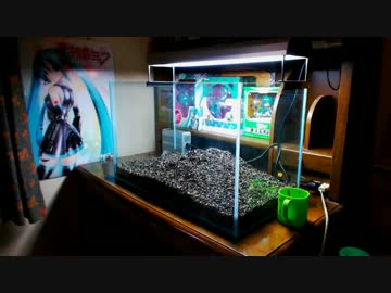 後輩ちゃんがアクアリウムをはじめるようだ。 part.2