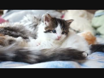 【リア獣】 子猫/成猫　【猫万歳】