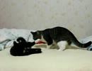 生後35週間-2 まりさVSこてつ　成長したなあ