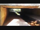 20120805-2 ハシケン 小金井公園の回