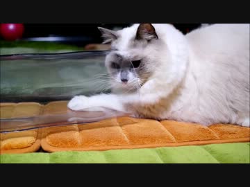 【猫】やっぱときさだくんはこっちがすき【巻】