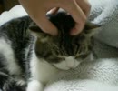 ペロペロする猫