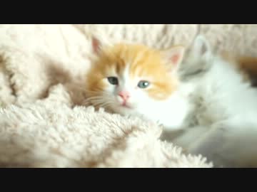 【リア獣】 朝日を浴びながら　【猫万歳】