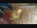 コザクラインコ ぴの