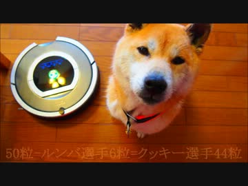 掃除対決 ルンバvs柴犬クッキーさん