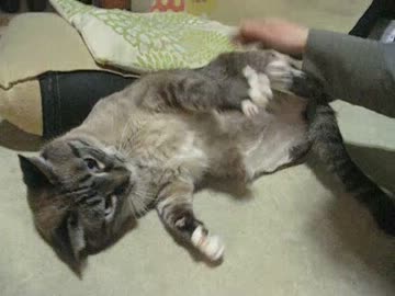 ジャンくんがママにお腹を見せた日