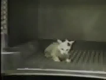 ぬこに化粧をほどこしてみた