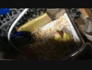 コザクラインコ ぴの 2日目