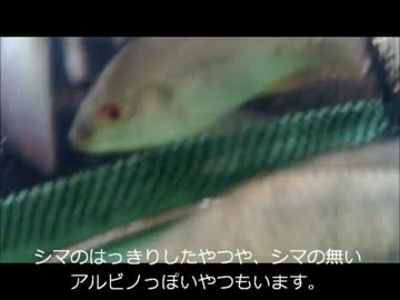 【かーびーの釣り日記】⑱みんなでテラピア釣りしてきた