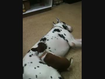 寝ている犬の体を滑り台にする子犬