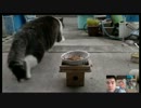 チビさんを放牧（2014.01.30）