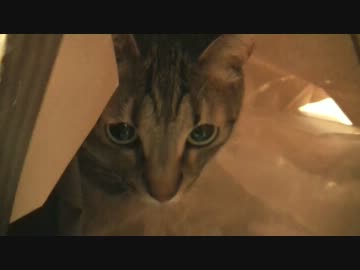 冬の日。みゅうとラム。