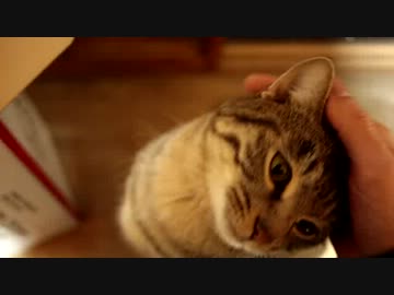 ぼくにはまだ入れる箱がある・・・