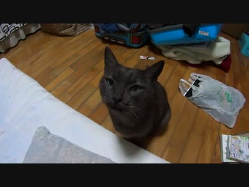 にゃんこがすりすりしてくれるよ！