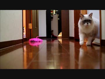 とつぜんのライバル出現にめっちゃ助けを求める猫