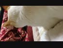 にゃんこふみふみ