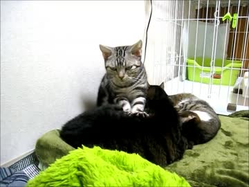 はじめての猫飼い074～ゆめちゃんの日常～