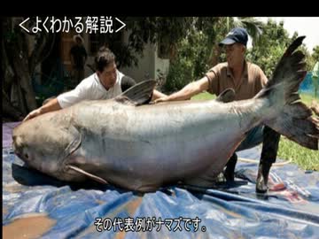 ゆっくり動物雑学「ナマズの味蕾は…」