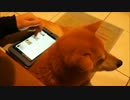 柴犬のタブレットスタンド